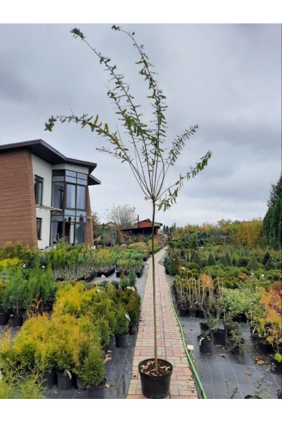 Ива Хакуро-Нишики на штамб - 5-15л/вис.230-240см/Ø45-55см/ШТАМБ 180см/обхват 6-8см